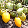 томат буян желтый (2).jpg